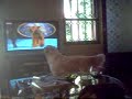 Troy watches TV