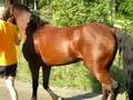 Glory trot out behind straight friday
