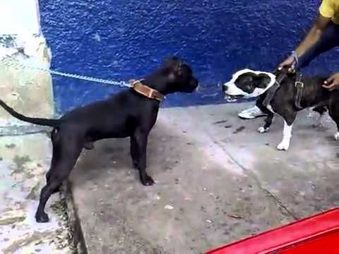 perro de pelea cordobes