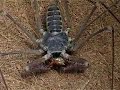 Tailless Whip-scorpion (Phrynus sp.) devouring its prey Tailless Whip-scorpion (Phrynus sp.) devouring its prey