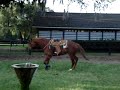 QH Gelding, Im Tru N Smart, Working at Liberty
