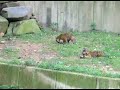 Sumatran Tiger Cubs at play! Sumatran Tiger Cubs at play!