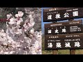 vlog道後公園、重信川、玉川ダムの桜〜アラフィフ主婦の日常