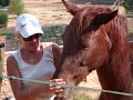 Silver arline ma jument quarter horse