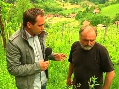 Zagorski magazin - Video vijest Ekološki vinograd 