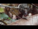 Harvestman and the Seed