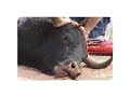 corrida de toros: matar por diversion