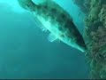 freediving   palamos costa brava