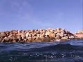 freediving   palamos costa brava