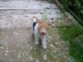 koiria(Dogs)