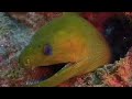 diving-in-aruba.html