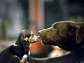 Durango & Friends - Episode 2