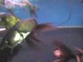 videos de Black Bubble Eye Fish
