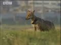 BBC: Mother Wolf Epic Journey to Feed Cubs