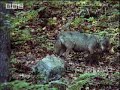 bbc: mother wolf epic journey to feed cubs