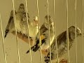 Darrrrek - Breeding carduelis major35
