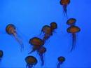 Jellyfish at the Georgia Aquarium