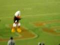 Sebastian the ibis