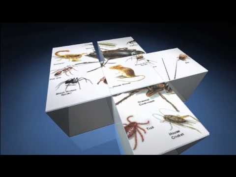 Pest Control Mississauga | Pest Control Services Mississauga | Pest Control Company in Mississauga