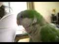 OTRO VIDEO DE MI LORA PEPA QUE HABLA COTORRA PEPITA LORO
