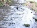 Salmon River Steelhead