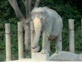 http://www.ksinternet.com/ih6r .踊るゾウ、アイちゃん♪ Ai the dancing elephant.