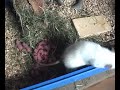 Rattenbabies