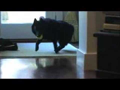 Schipperke Dog Playing Fetch and Resting on Stairs