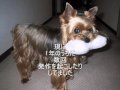 ヨーキー ヨークシャー・テリア ロビンのメモリアルアルバム