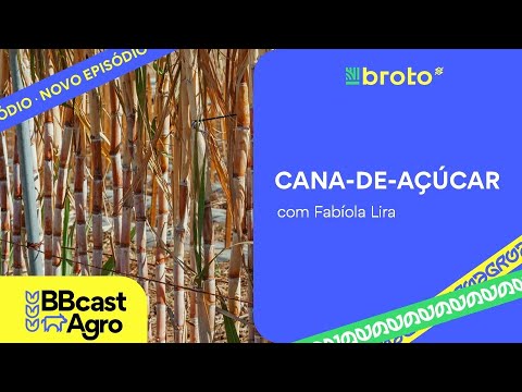 Cana-de-açúcar: queda na safra no Centro-Sul e chuvas afetam o Nordeste | BBcast Agro - 23/12/2025