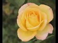 one of my favorite music. can't help listening over and over again. on top of that i added my beautiful flower - roses to heighten the effect.