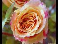 one of my favorite music. can't help listening over and over again. on top of that i added my beautiful flower - roses to heighten the effect.