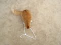 catdog.html