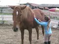 piccoli horsemen / young horsemen piccoli horsemen / young horsemen