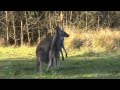 Playful kangaroo joey