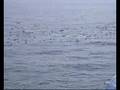 Phalacrocorax bougainvillii / Guanay Cormorant