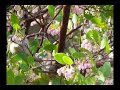 Bushtit, Psaltriparus minimus