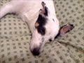 Update on my sleeping puppy!!!! Update on my sleeping puppy!!!!