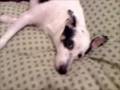 Update on my sleeping puppy!!!!