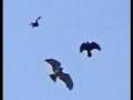Bird Wars 1 Hawk 5 Crows