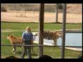 Tiger Splash