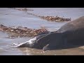 HQ COASTAL WILDLIFE Elephant Seals & Pups PT2 – Raw Nature & Sounds