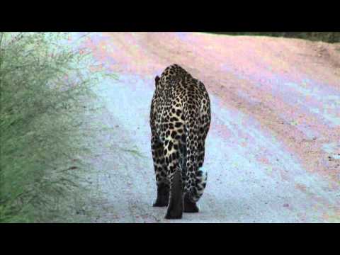 male leopard