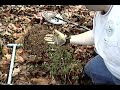 Research and Recovery - Episode 6: Christmas Lead in TN!
