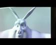 Nathan's Rabbit Rigging
