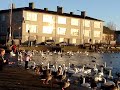 Feeding birds on Tjornin, Reykjavik