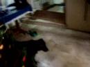 pups