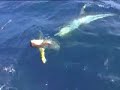 Fishy Tales