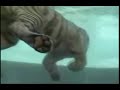 a tiger that swims and dives