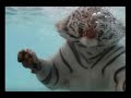a tiger that swims and dives